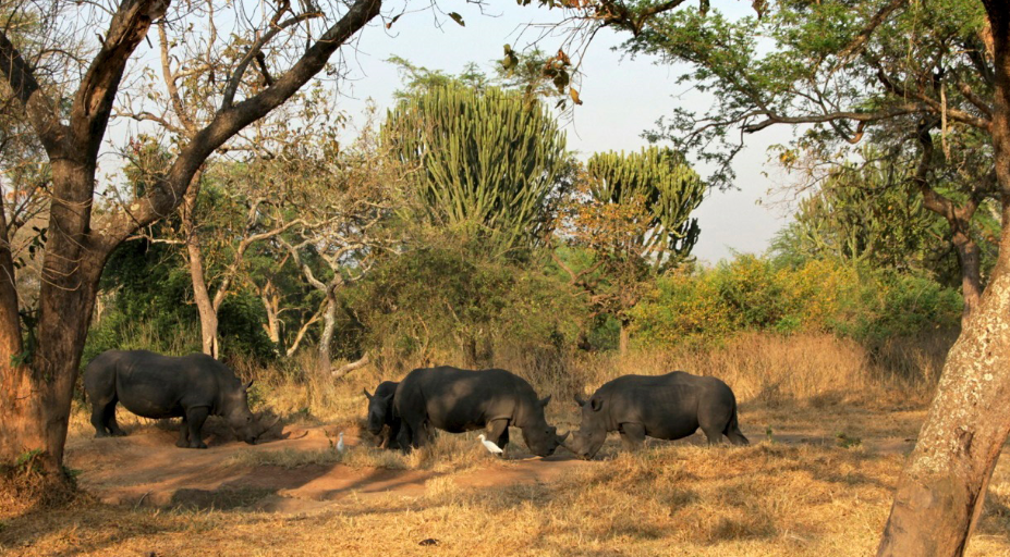 Прогулка с носорогами в Ziwa Rhino Park