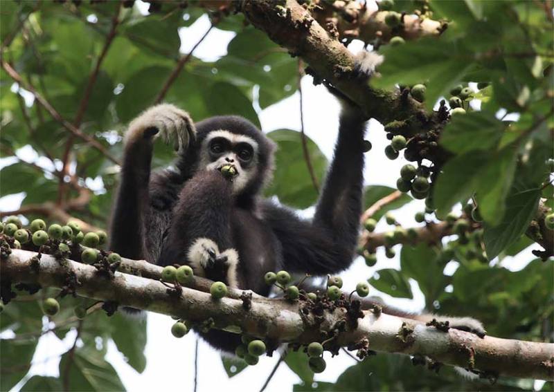 самостоятельное путешествие по Малайзии