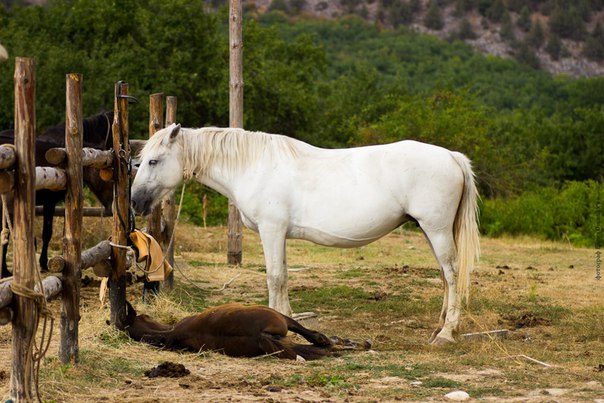 Отдых в крыму всё включено