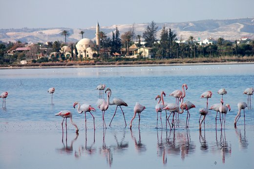 rozovye_flamingo.jpg