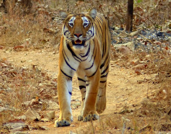 Индия, тигр.jpg